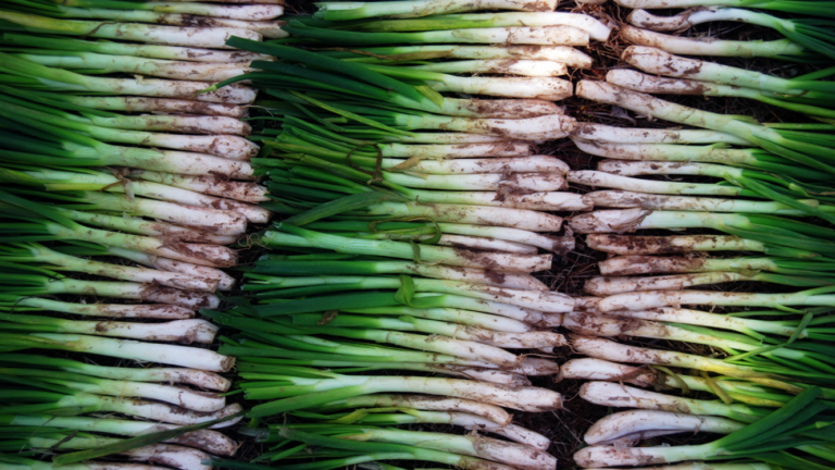 calcots-mila calcots-mila