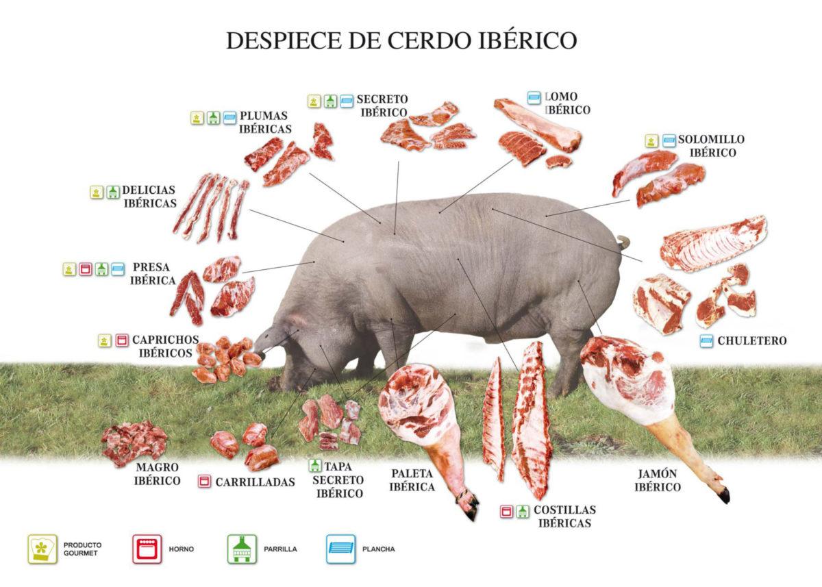 Las 3 piezas de cerdo ibérico que tienes que conocer Blog Carns Milà